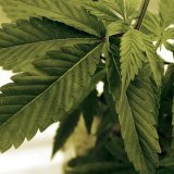 Si le parlement allemand accepte à son tour, les Allemands majeurs pourront acheter et posséder jusqu'à 25 grammes de cannabis.